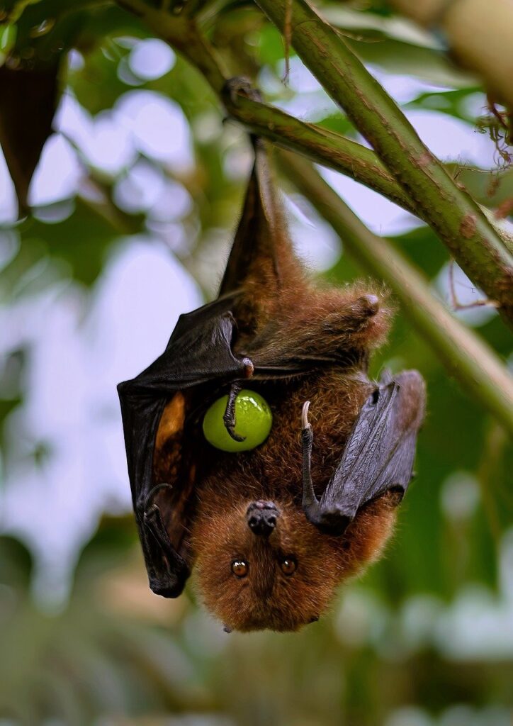 rodrigues fruit bat, bat, animal